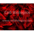 B129 Mouse Primary Artery Smooth Muscle Cells